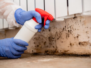 Hand with glove and spray bottle addressing mold on wall 