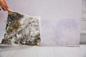 Hand peeling back drywall to reveal mold due to water damage 